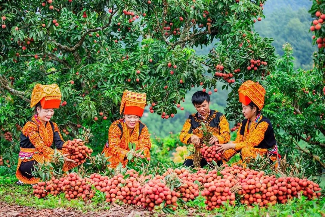 🍇 TỪ VƯỜN VẢI BẮC NINH ĐẾN NỀN TẢNG SỐ: